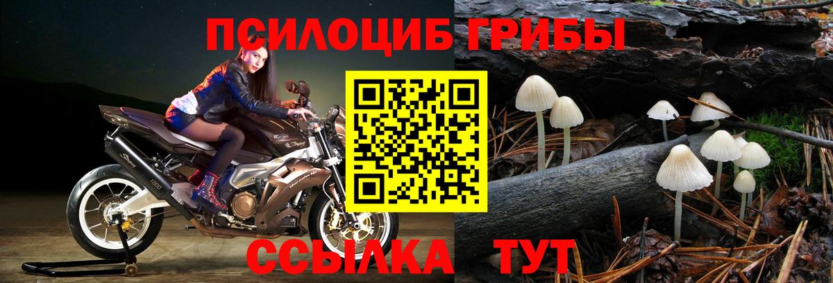 Псилоцибиновые грибы Psilocybe Нижневартовск